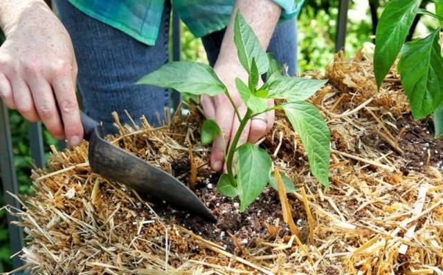 The best varieties of pepper for the Moscow region for open ground 