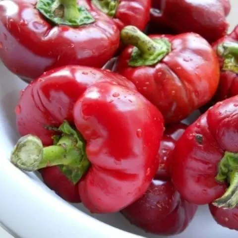 The best varieties of pepper for the Moscow region for open ground 