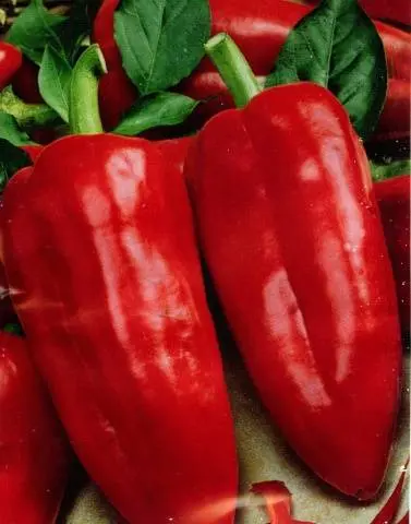 The best varieties of pepper for the Moscow region for open ground 