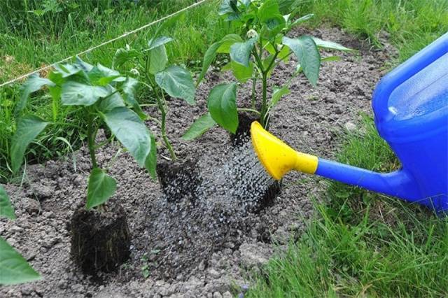 The best varieties of pepper for the Moscow region for open ground 