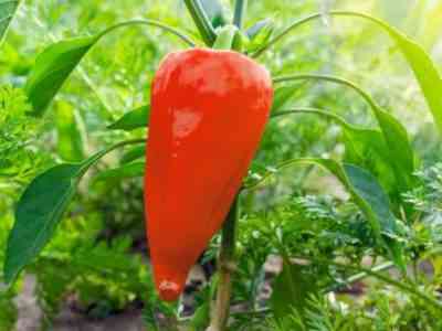 The best varieties of pepper for the Moscow region for open ground 