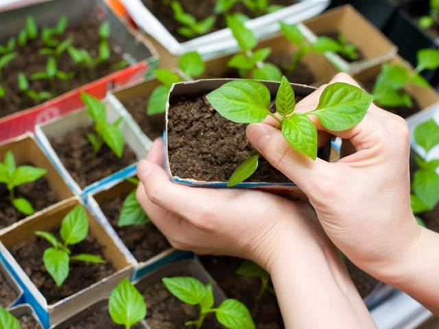 The best varieties of peppers for greenhouses in Siberia