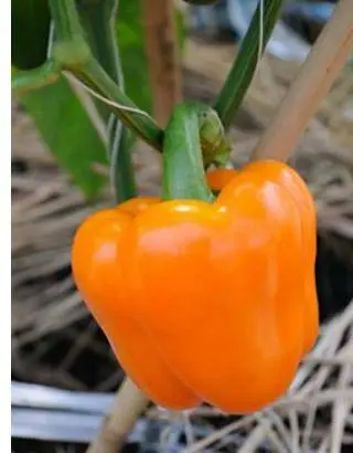 The best varieties of peppers for greenhouses in Siberia