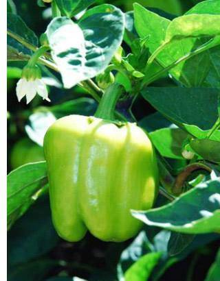 The best varieties of peppers for greenhouses in Siberia