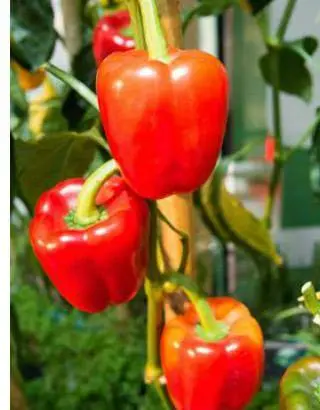 The best varieties of peppers for greenhouses in Siberia