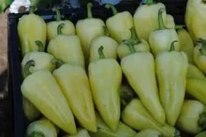 The best varieties of peppers for greenhouses in Siberia