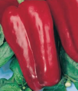 The best varieties of peppers for greenhouses in Siberia