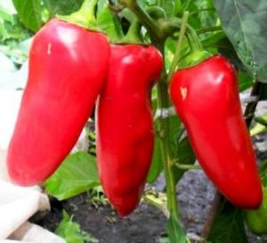 The best varieties of peppers for greenhouses in Siberia