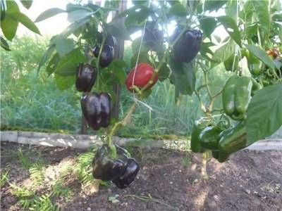 The best varieties of peppers for greenhouses in Siberia