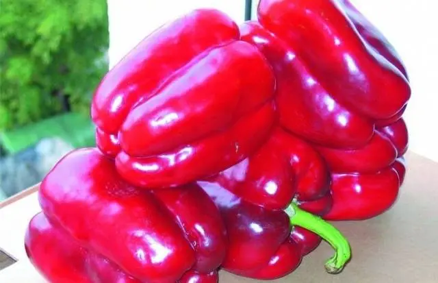 The best varieties of peppers for greenhouses in Siberia