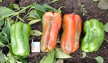 The best varieties of peppers for greenhouses in Siberia