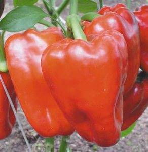 The best varieties of peppers for the greenhouse