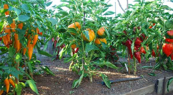 The best varieties of peppers for the greenhouse