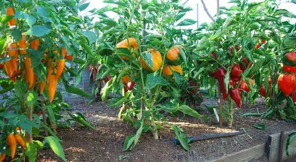 The best varieties of peppers for the greenhouse