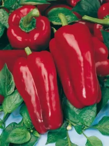 The best varieties of peppers for the greenhouse