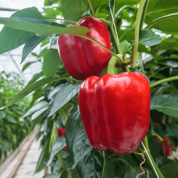 The best varieties of peppers for the greenhouse