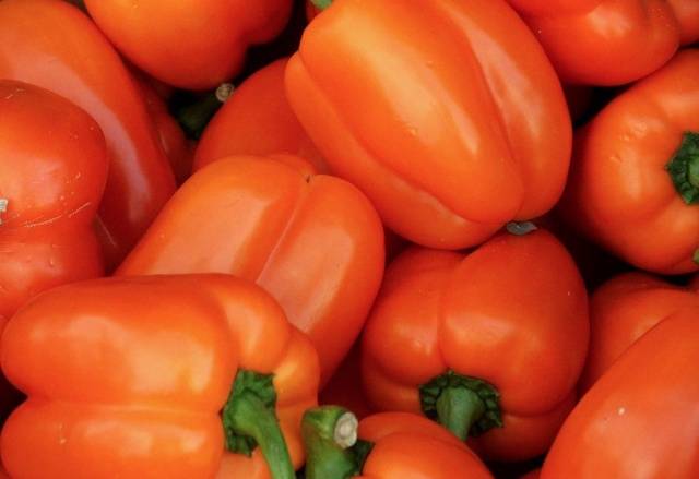 The best varieties of peppers for the Leningrad region 