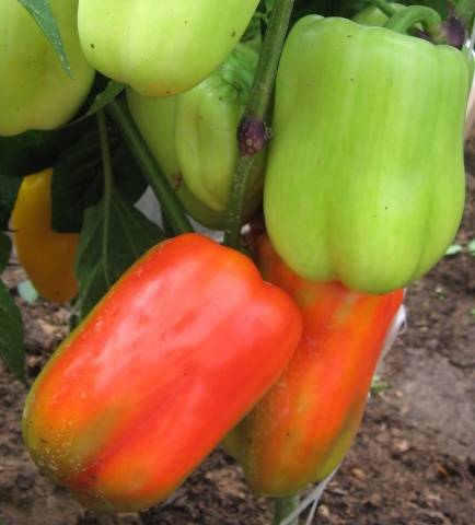 The best varieties of peppers for the Leningrad region 