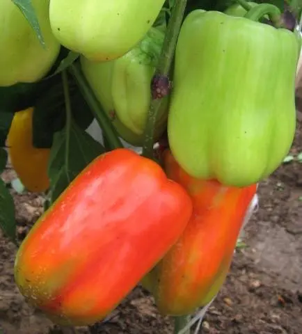 The best varieties of peppers for the Leningrad region 