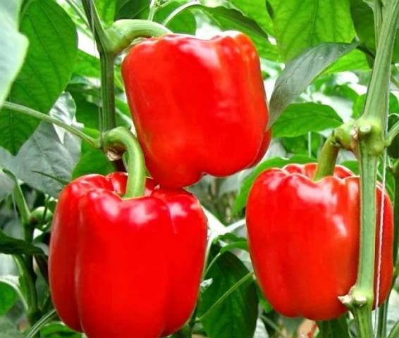 The best varieties of peppers for the Leningrad region 