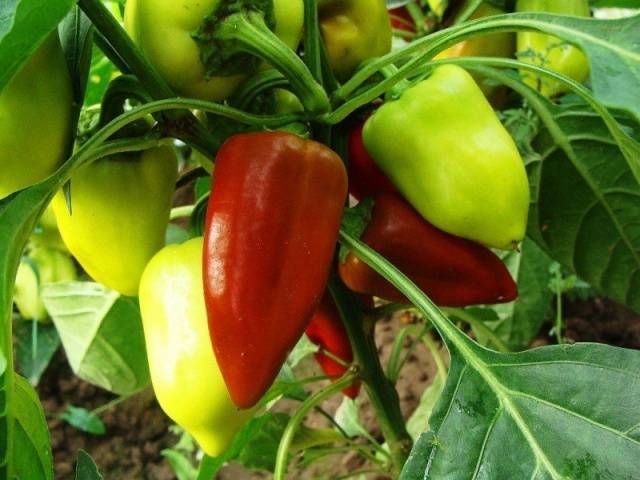 The best varieties of peppers for the Leningrad region 