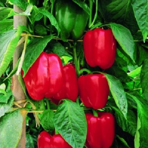 The best varieties of peppers for the Leningrad region 