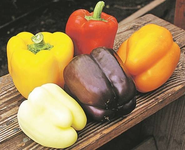 The best varieties of peppers for the Leningrad region 