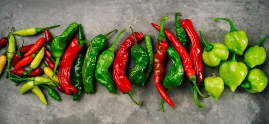 The best varieties of peppers for the Leningrad region 