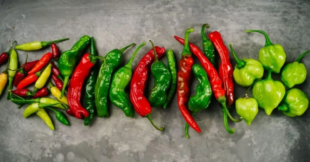 The best varieties of peppers for the Leningrad region 