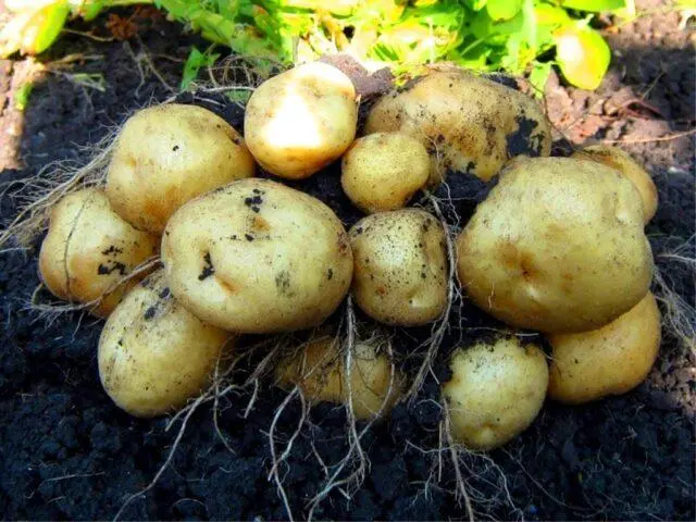 The best varieties of potatoes for the Chernozem region with a photo