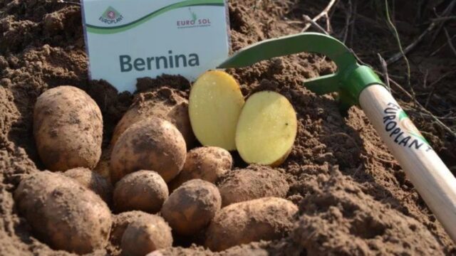 The best varieties of potatoes for the Chernozem region with a photo