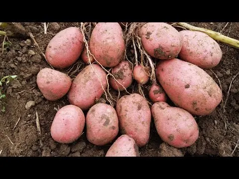 The best varieties of potatoes for the Chernozem region with a photo