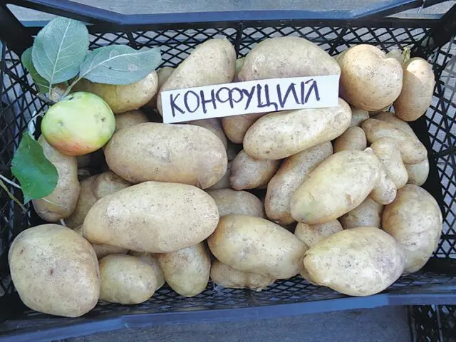 The best varieties of potatoes for the Chernozem region with a photo