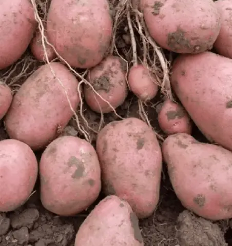 The best varieties of potatoes for the Chernozem region with a photo