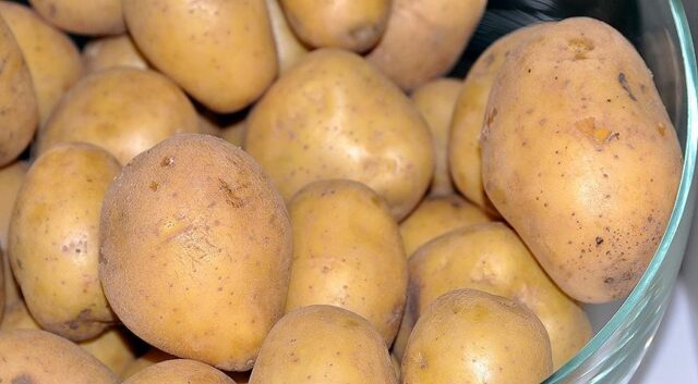 The best varieties of potatoes for the Chernozem region with a photo