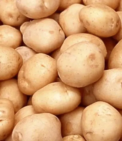 The best varieties of potatoes for the Chernozem region with a photo