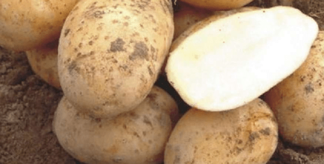 The best varieties of potatoes for the Chernozem region with a photo