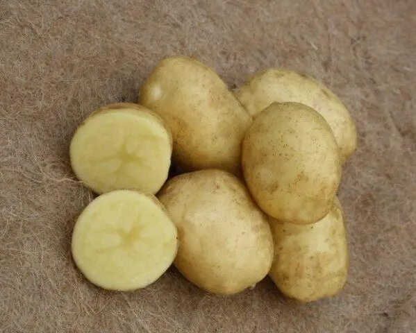 The best varieties of potatoes for the Chernozem region with a photo