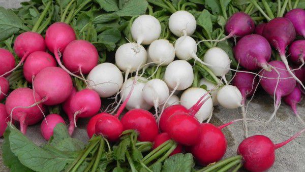 The best varieties of radish for a greenhouse: reviews, photos, for Siberia, for the Moscow region, for the Urals, for the middle lane