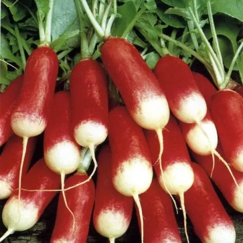 The best varieties of radish for a greenhouse: reviews, photos, for Siberia, for the Moscow region, for the Urals, for the middle lane