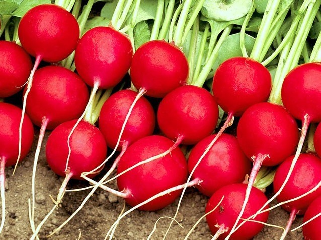 The best varieties of radish for a greenhouse: reviews, photos, for Siberia, for the Moscow region, for the Urals, for the middle lane