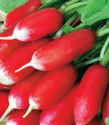 The best varieties of radish for a greenhouse: reviews, photos, for Siberia, for the Moscow region, for the Urals, for the middle lane