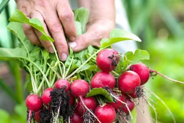 The best varieties of radish for a greenhouse: reviews, photos, for Siberia, for the Moscow region, for the Urals, for the middle lane