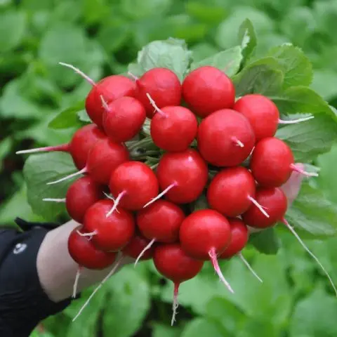 The best varieties of radish for a greenhouse: reviews, photos, for Siberia, for the Moscow region, for the Urals, for the middle lane