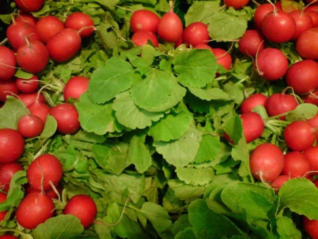 The best varieties of radish for a greenhouse: reviews, photos, for Siberia, for the Moscow region, for the Urals, for the middle lane