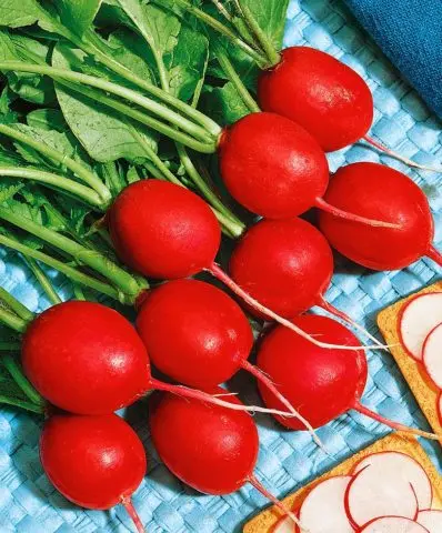 The best varieties of radish for a greenhouse: reviews, photos, for Siberia, for the Moscow region, for the Urals, for the middle lane