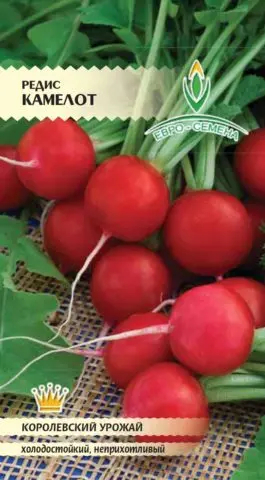 The best varieties of radish for a greenhouse: reviews, photos, for Siberia, for the Moscow region, for the Urals, for the middle lane