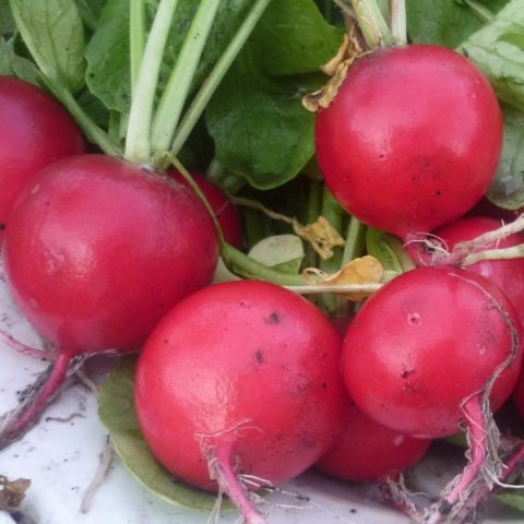 The best varieties of radish for a greenhouse: reviews, photos, for Siberia, for the Moscow region, for the Urals, for the middle lane