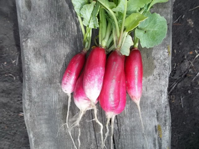 The best varieties of radish for a greenhouse: reviews, photos, for Siberia, for the Moscow region, for the Urals, for the middle lane