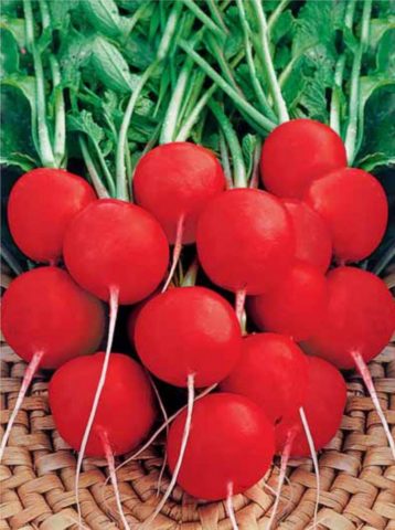 The best varieties of radish for a greenhouse: reviews, photos, for Siberia, for the Moscow region, for the Urals, for the middle lane